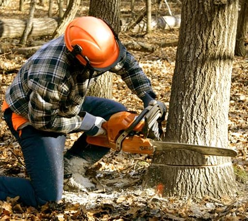 Tree Removal in Bruce, SD